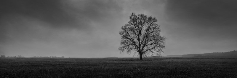 дерево, тучи, ч/б, осень, поле *** фото превью