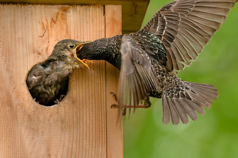 Обыкновенный скворец,Sturnus vulgaris, скворечник, кормление птенцов, подлёт, крылья птицы, жизнь птиц Очень и очень голодныйphoto preview
