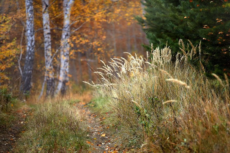 башкирия, южный урал орск новотроицк Прогулки по Лесу!photo preview