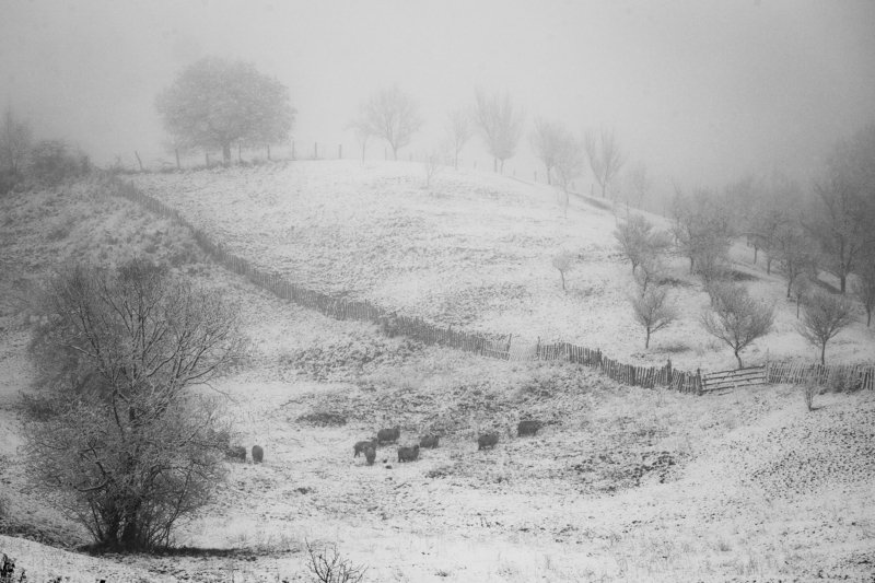 first snowphoto preview