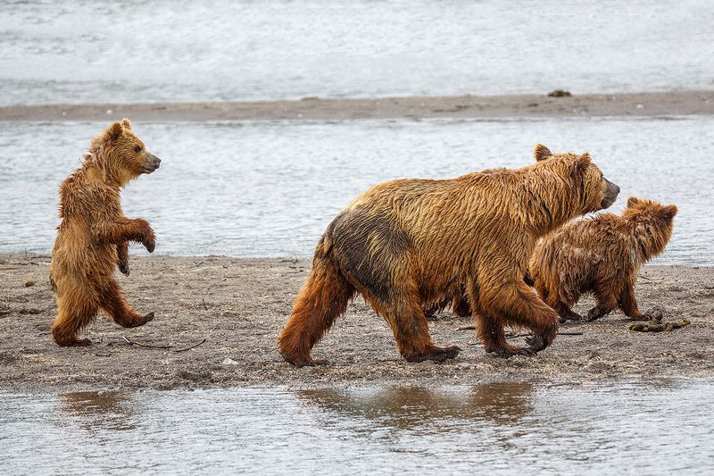 Камчатка, медведь, животные, природа, путешествие, фототуры, юмор Пойдем гулять!!!photo preview