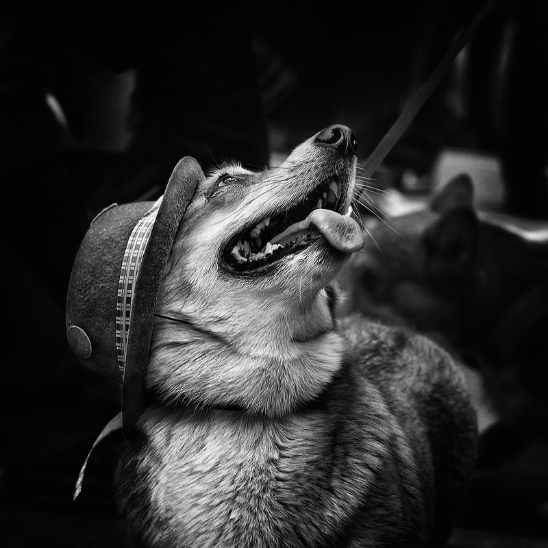 чб фото, уличная фотография, собаки, животные, шляпка Про собачье настроение фото превью