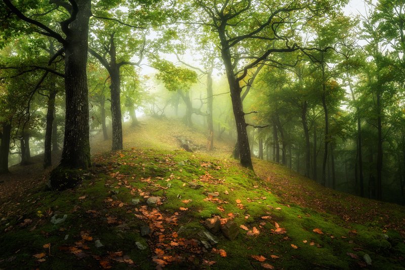 Mysterious forest in the Carpathiansphoto preview