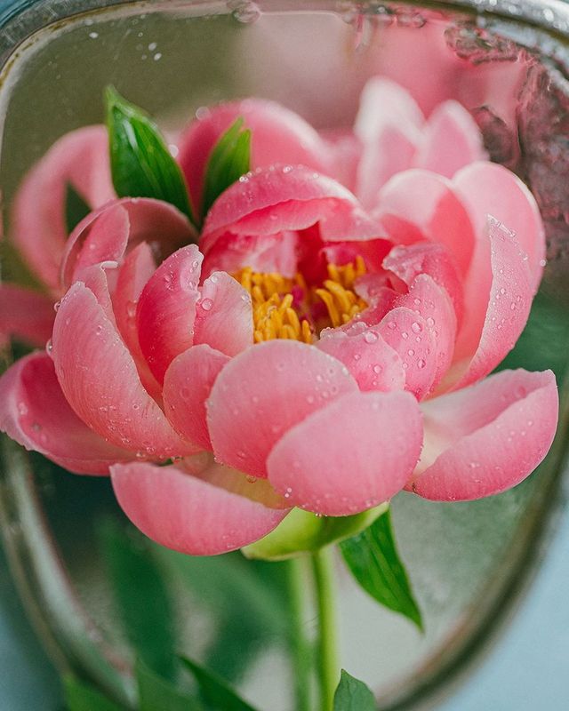 лето, пионы, свет, розовый, желтый, букет photo preview