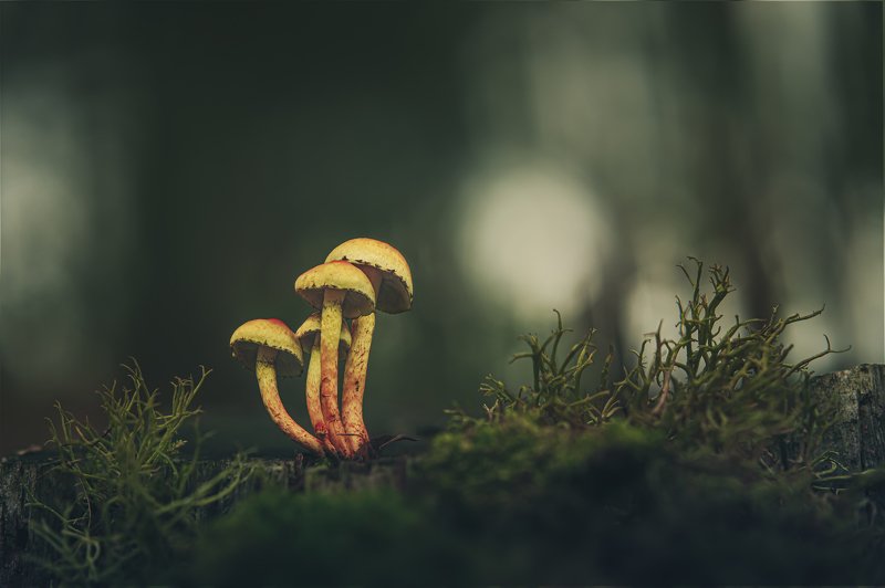 Moss and fungiphoto preview