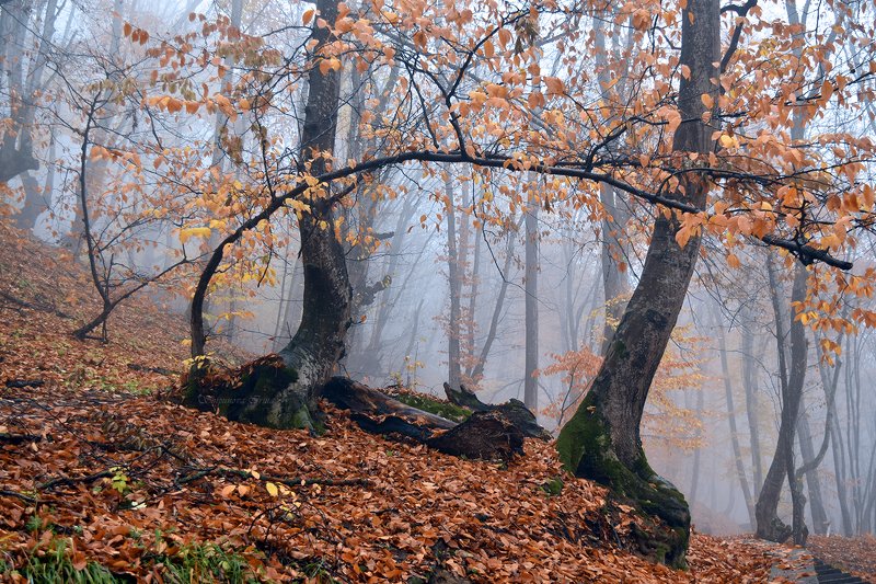 Осенняя аркаphoto preview