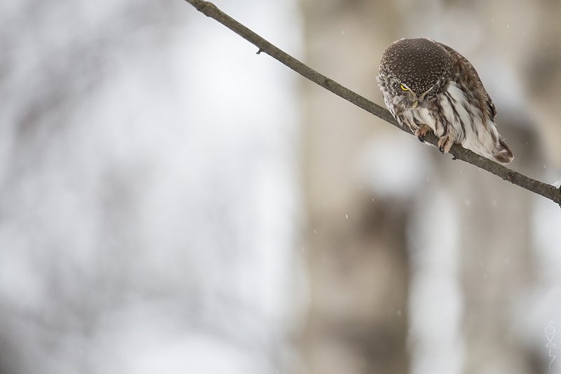 воробьиный сыч открыткаphoto preview