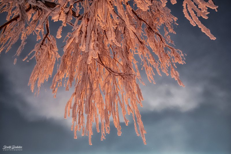 snow, sun, tree, white, winter, photography, outdoor, traveling photo preview
