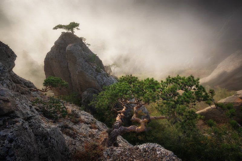 пейзаж, крым, демерджи, туман, сосна, демирджи, димирджи, димерджи, россия Долина привидений. Крымphoto preview