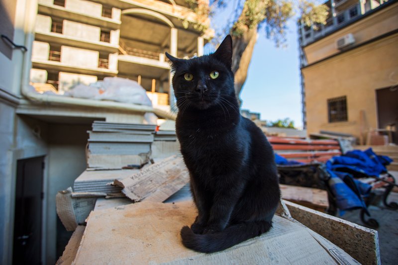 Прорабphoto preview