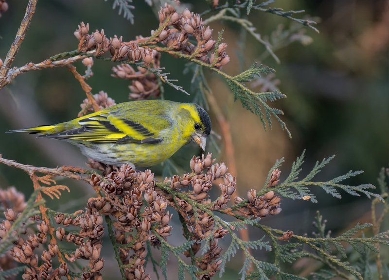птица, чижик, самец, чижик.. (самец)photo preview