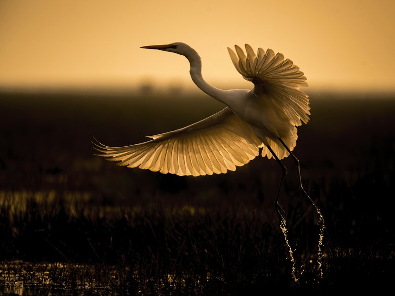 silhouette, great egret, sunset, manglajodi Wings of Firephoto preview