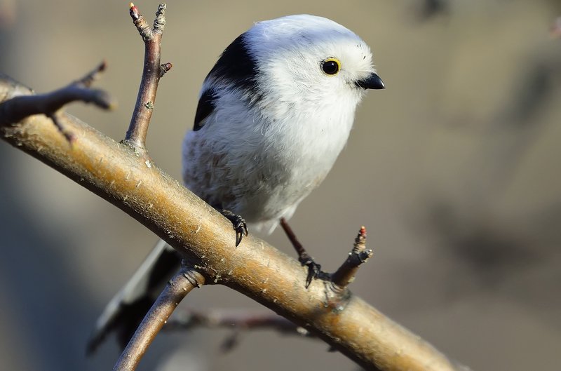 Длиннохвостая синицаphoto preview