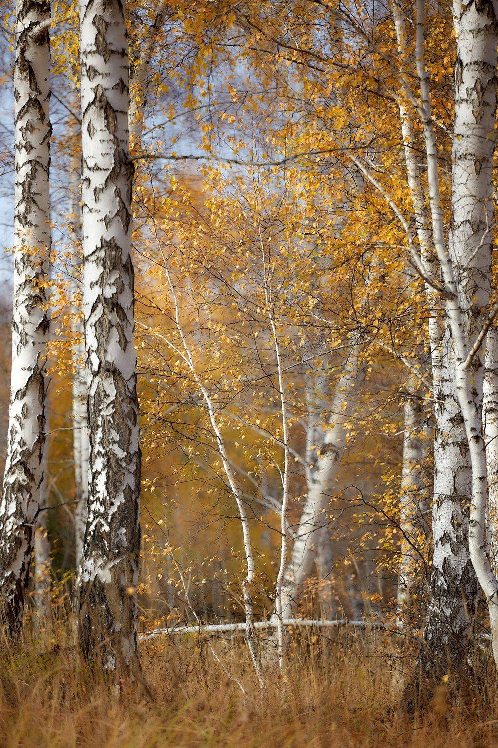 башкирия, южный урал орск новотроицк, Качурин Алексей