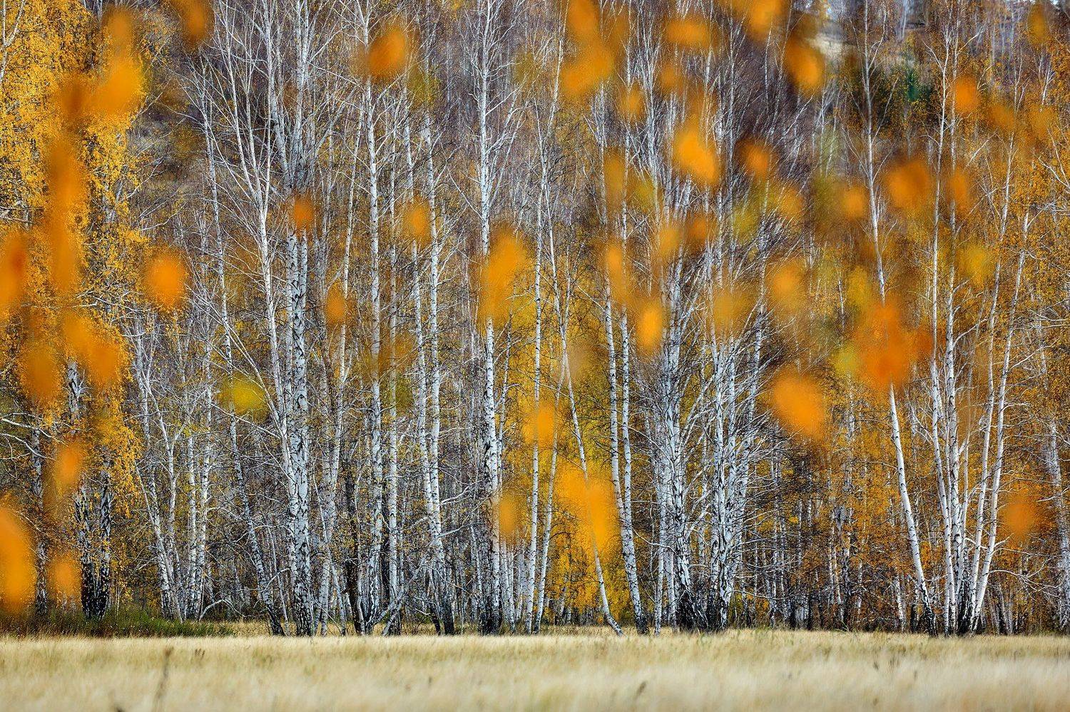 Осенняя. Автор: Качурин Алексей башкирия, южный урал орск новотроицк, Качурин Алексей