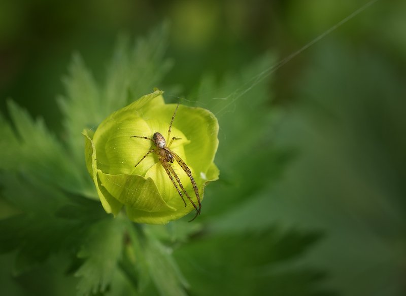 природа, май, лес, цветы Майские воспоминанияphoto preview