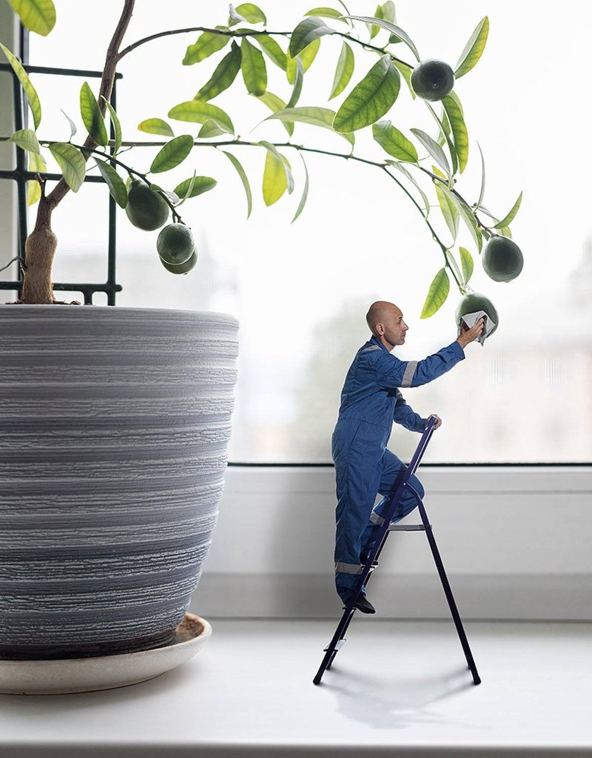 Care. Автор: Ксения Лыгина #lemontree #man #care #plant #lemon, Ксения Лыгина