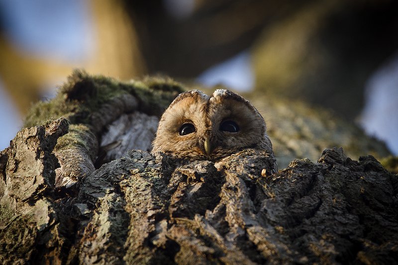 Серая неясыть Большой Братphoto preview