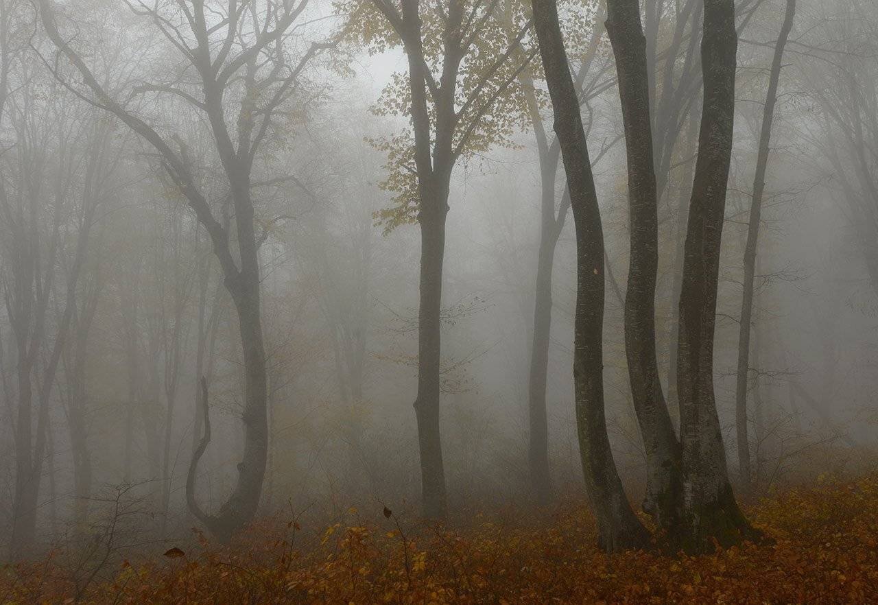 Ноябрь. Автор: Хасан Журтов осень, кабардино-балкария, Хасан Журтов