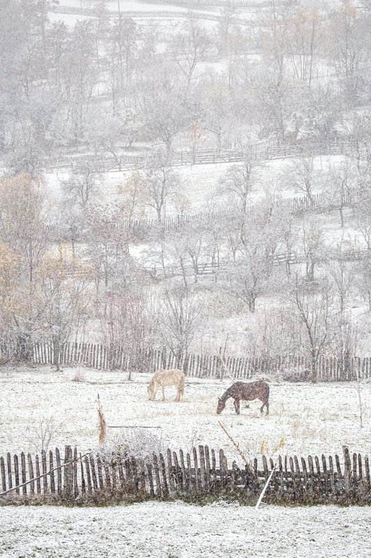 First snowphoto preview