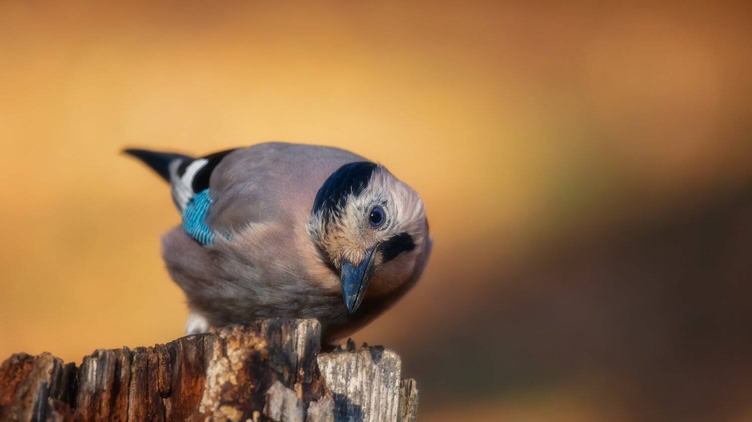 , Alexander Plekhanov