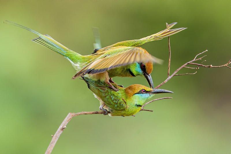 #bird #wildlife Season Lovephoto preview