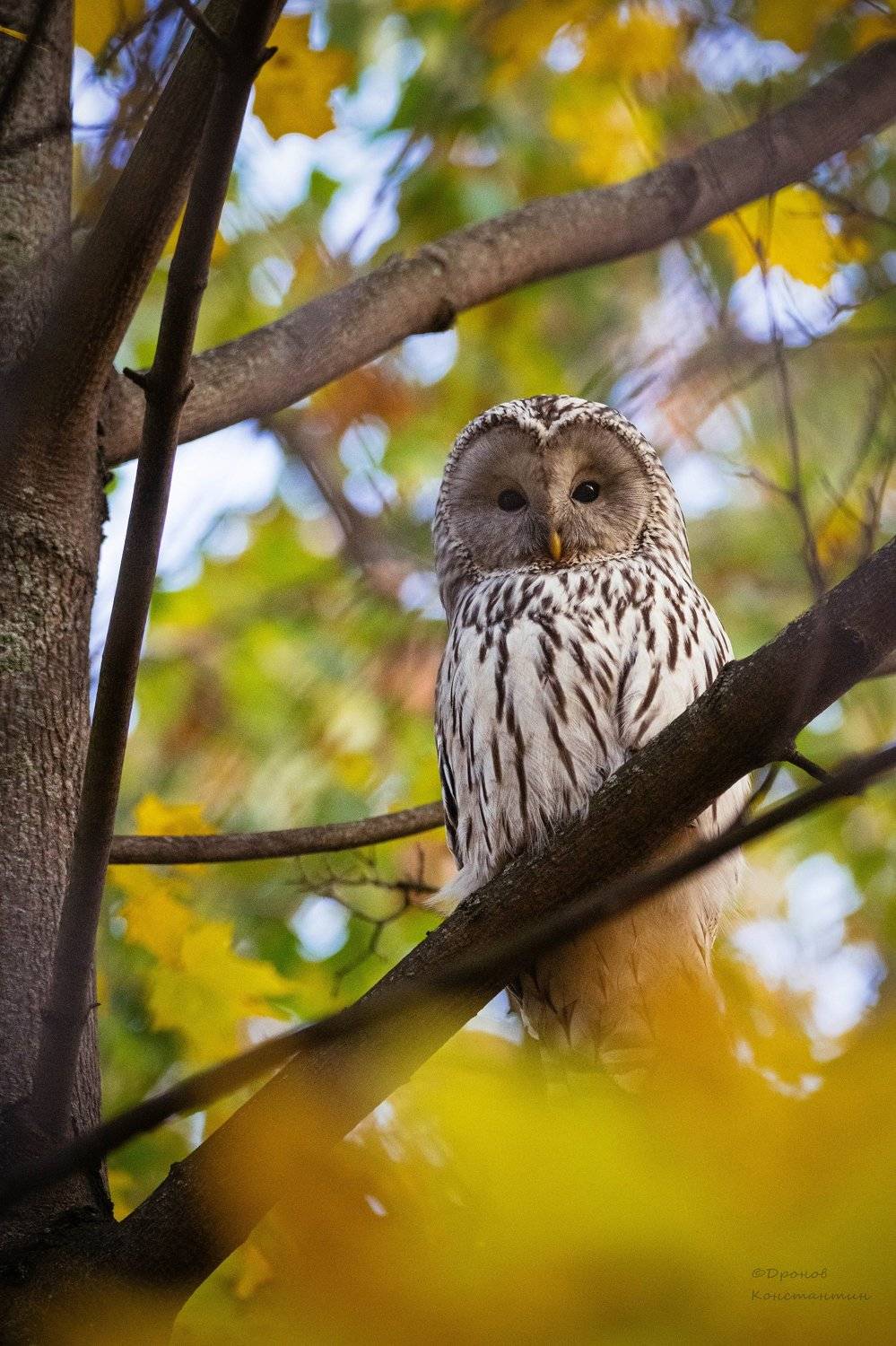 длиннохвостая неясыть, сокольники, птицы, фотоохота, сова, Дронов Константин