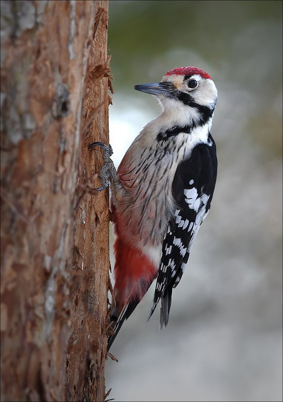 дятел Дятел белоспинныйphoto preview