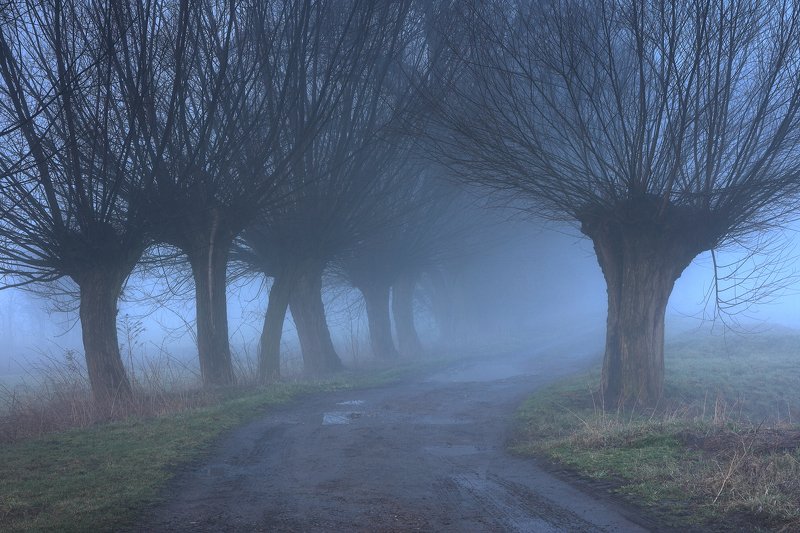 willow, tree, road, fog, mist, mood, morning, blue, Willowsphoto preview