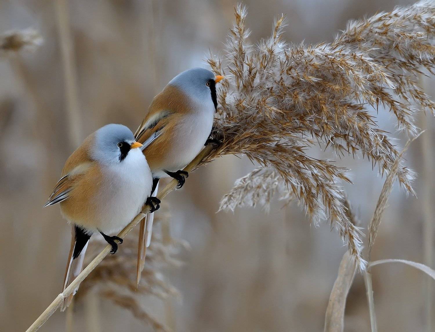 , Вячеслав Ладанов