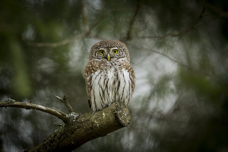 Воробьиный сыч Сычикphoto preview