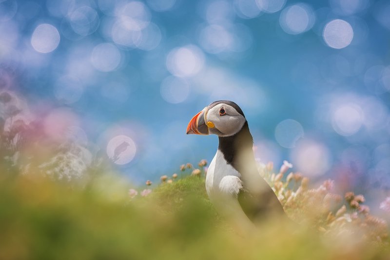 animal, animals, arctica, atlantic, background, beak, beautiful, beauty, bird, birds, black, bokeh, breeding, cliff, closeup, color, colorful, common, common puffin, cute, dublin, fauna, fish, fly, fratercula, garden, green, head, iceland, ireland, island Atlantic Puffinphoto preview