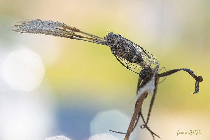 ОДНАЖДЫ ЦИКАДАphoto preview