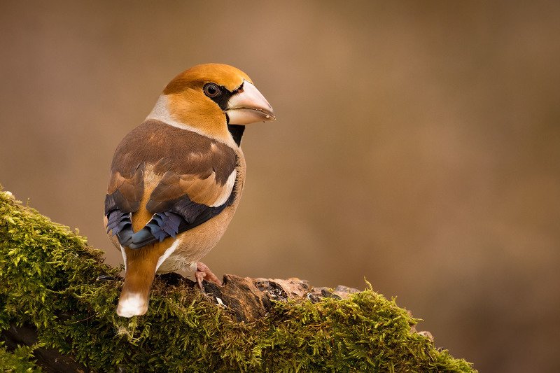 дубоносphoto preview