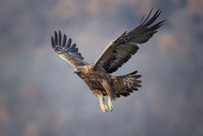 golden eagle, беркут, aquila chrysaetos Golden eaglephoto preview