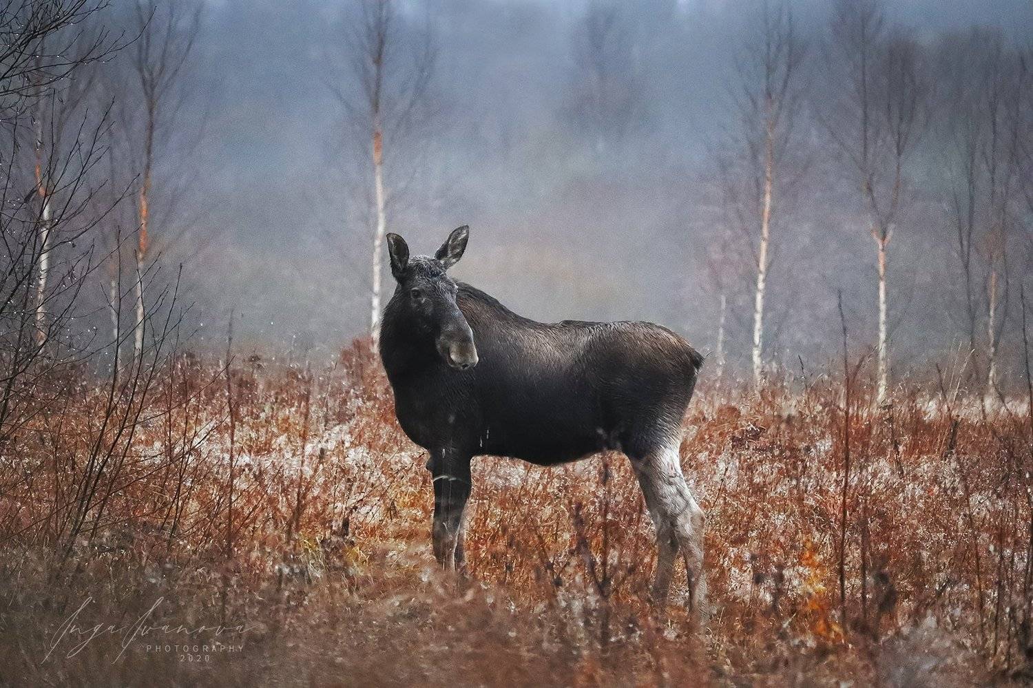 , Инга Иванова