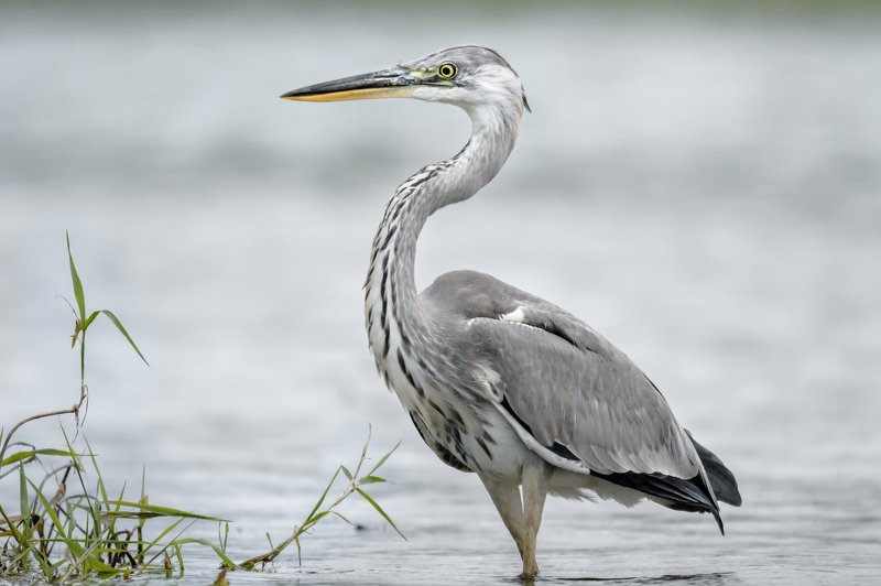 серая цапля, вода, Москва река, птица в воде, Ardea cinerea, серый, цапля на сером, изгибы, птица с длинной шеей, серая птица Утончённость во всёмphoto preview