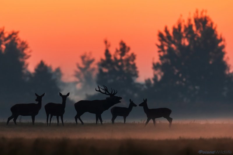 #deer #ruuting #light #shadow Shadow Theatrephoto preview