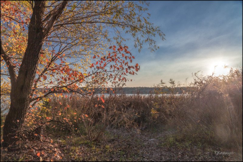 осень,дерево,контражур Тёплая осеньphoto preview