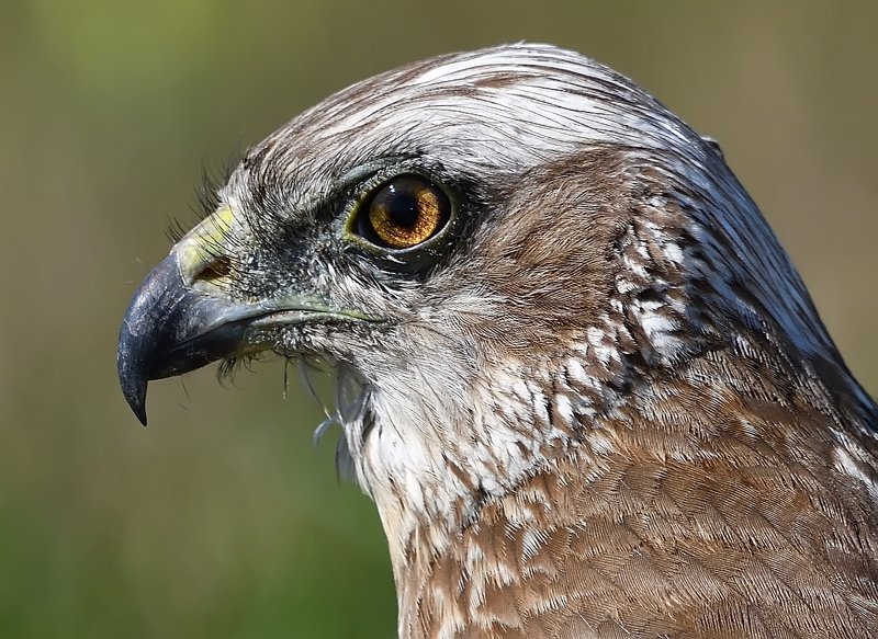 Болотный луньphoto preview