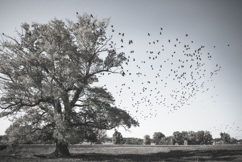 Стаяphoto preview