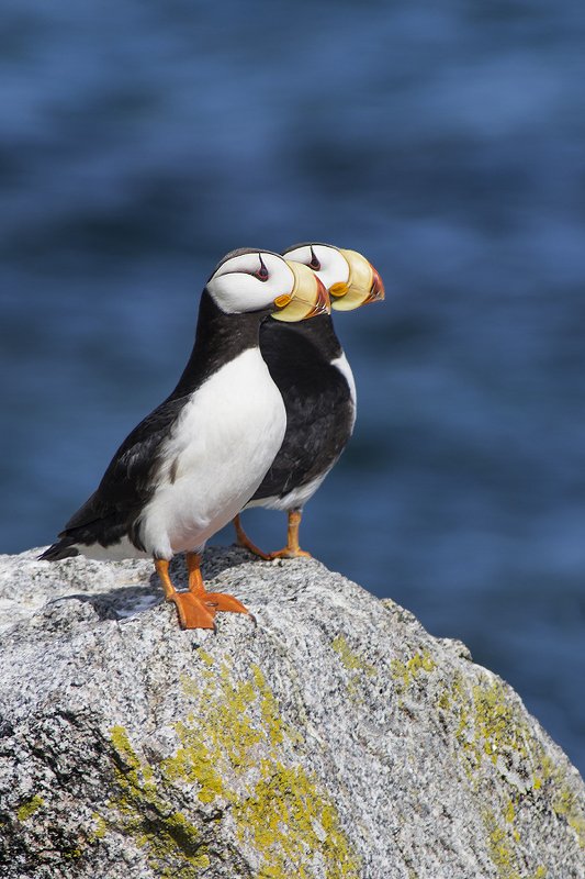 Ипатка, Fratercula corniculata, Horned Puffin, птицы, дикая природа, Чукотка, birds, Гордый профильphoto preview
