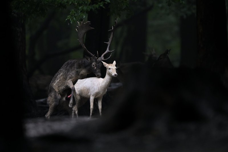 Black on whitephoto preview