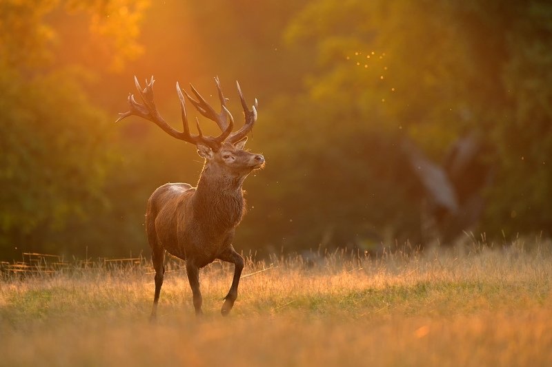 King of the forestphoto preview