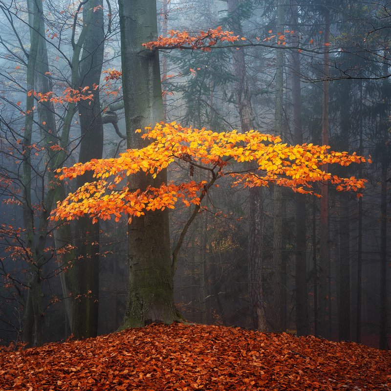 autumn, fall, fog, forest, colors, tree, czech republic, nature, landscape Golden Autumnphoto preview