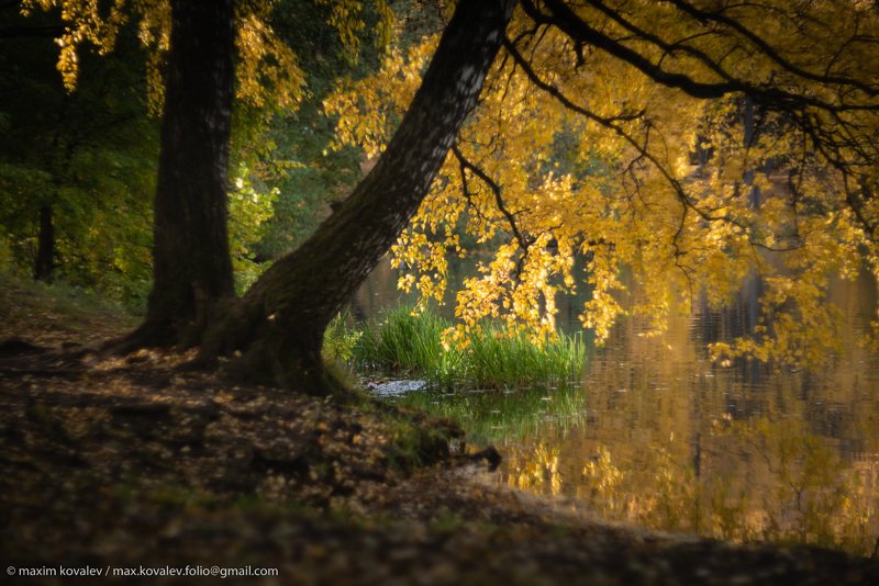 europe, kuzminki, moscou, moscow, russia, autumn, birch, foliage, green, leaf, leaves, nature, park, plant, pond, tree, water, yellow, европа, кузьминки, москва, россия, берёза, вода, дерево, жёлтый, зелёный, лист, листва, листья, осень, парк, природа, пр Осеннее золото / Autumn goldphoto preview