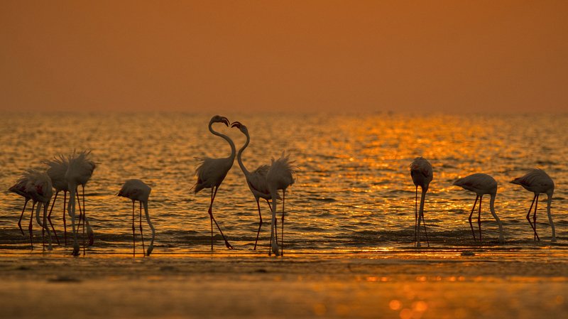 Greater Flamingo, sunset, wedding, greater rann of kutch A Grand Flamingo Weddingphoto preview