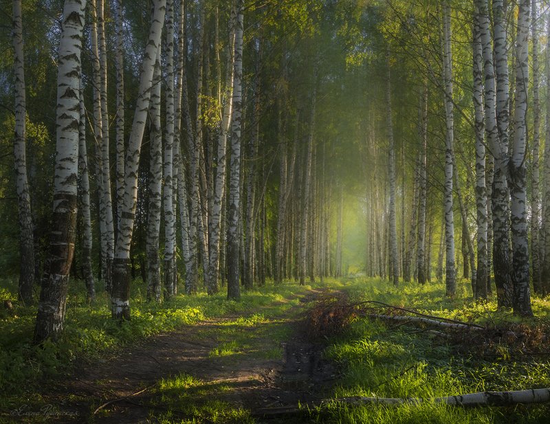 лес,берёзы Лесphoto preview