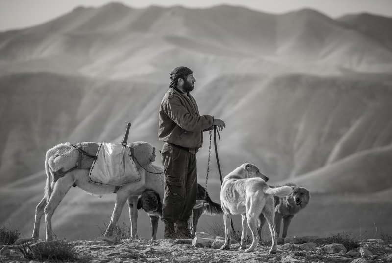 Lonely Bedouin Shepherdphoto preview