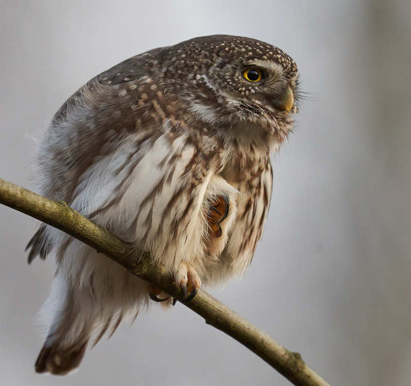 Сычик воробьиныйphoto preview